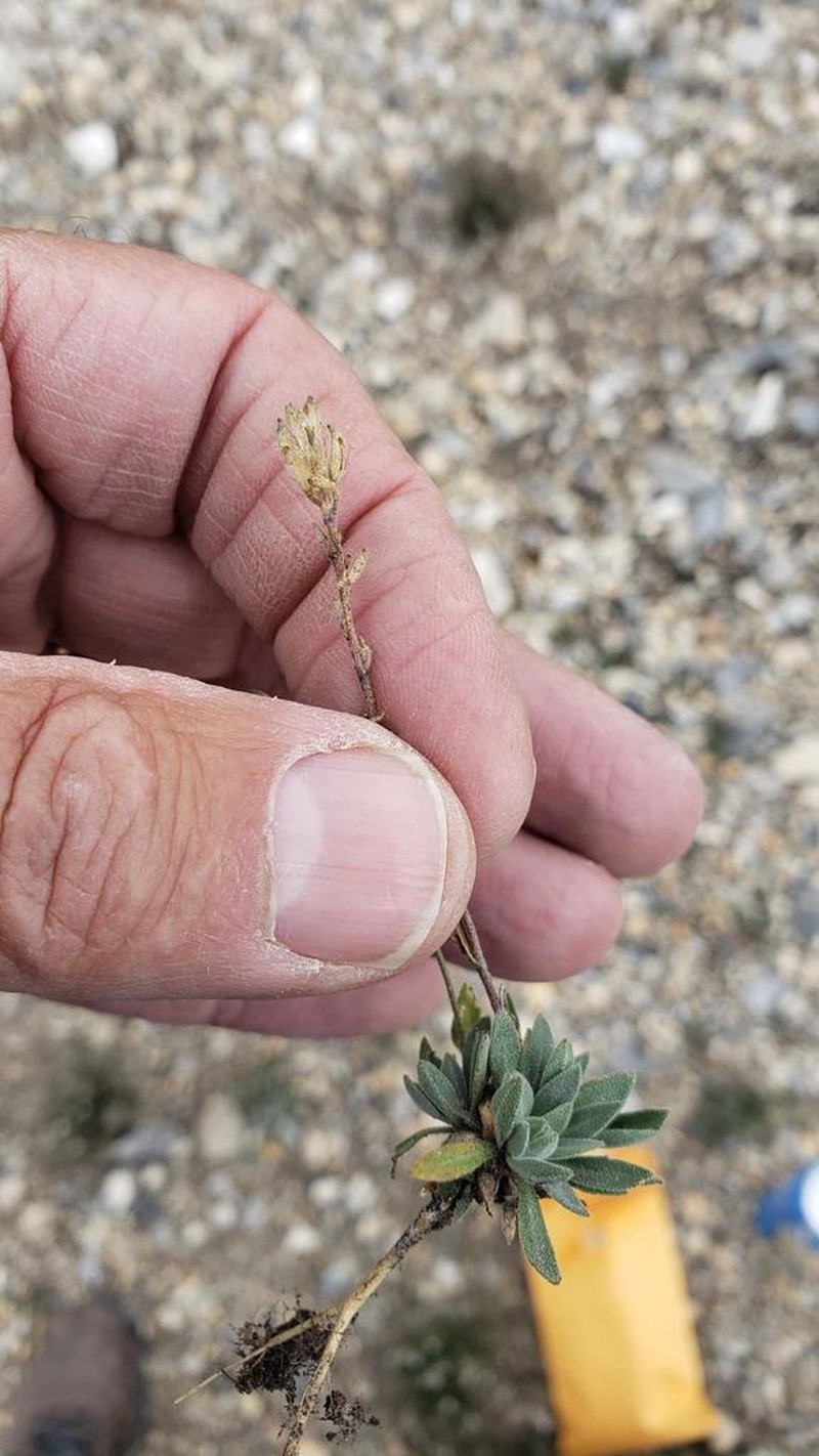 Smooth Northern-Rockcress photo 8