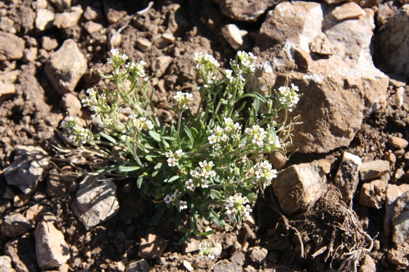Low Northern-Rockcress photo 3