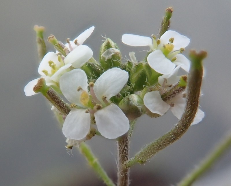 Low Northern-Rockcress photo 4