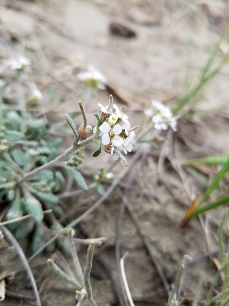 Low Northern-Rockcress photo 6