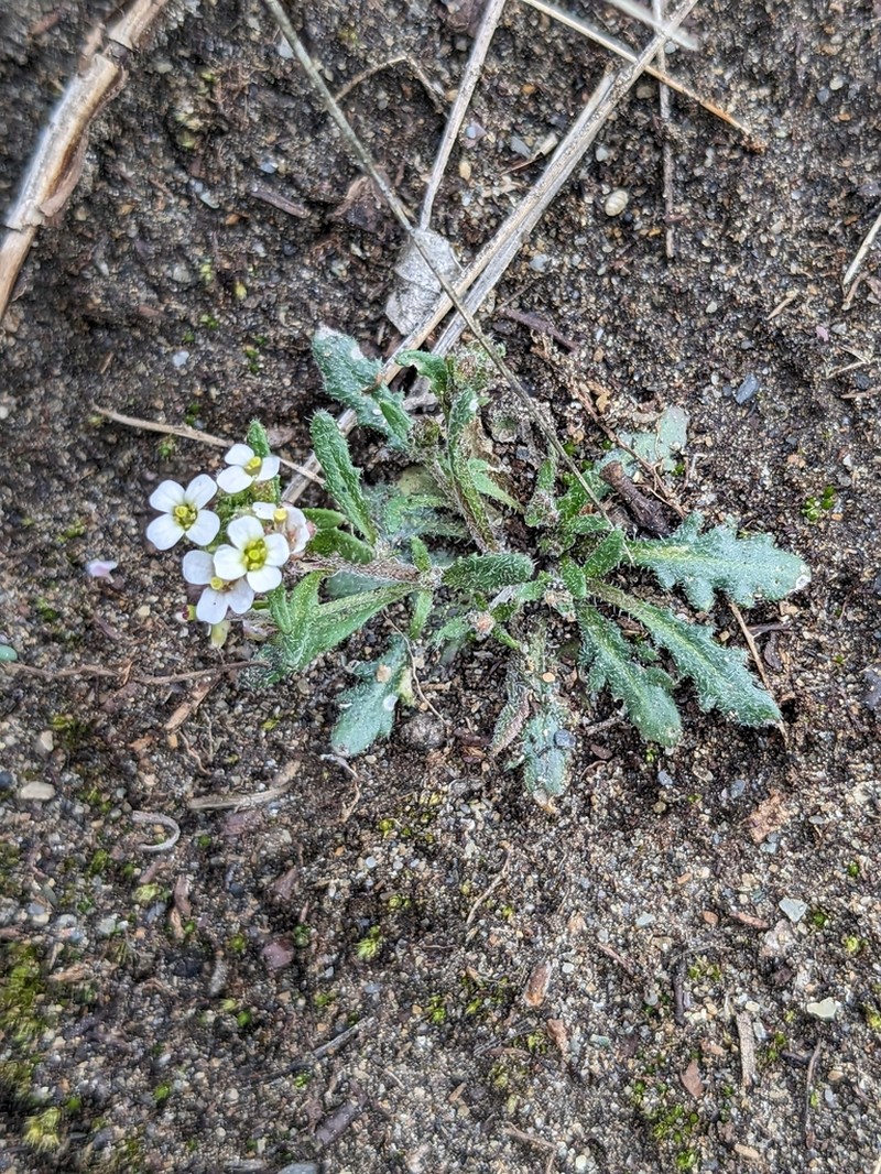 Low Northern-Rockcress photo 7