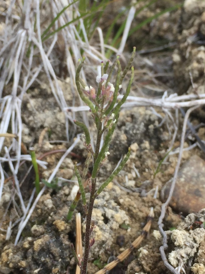 Low Northern-Rockcress photo 8
