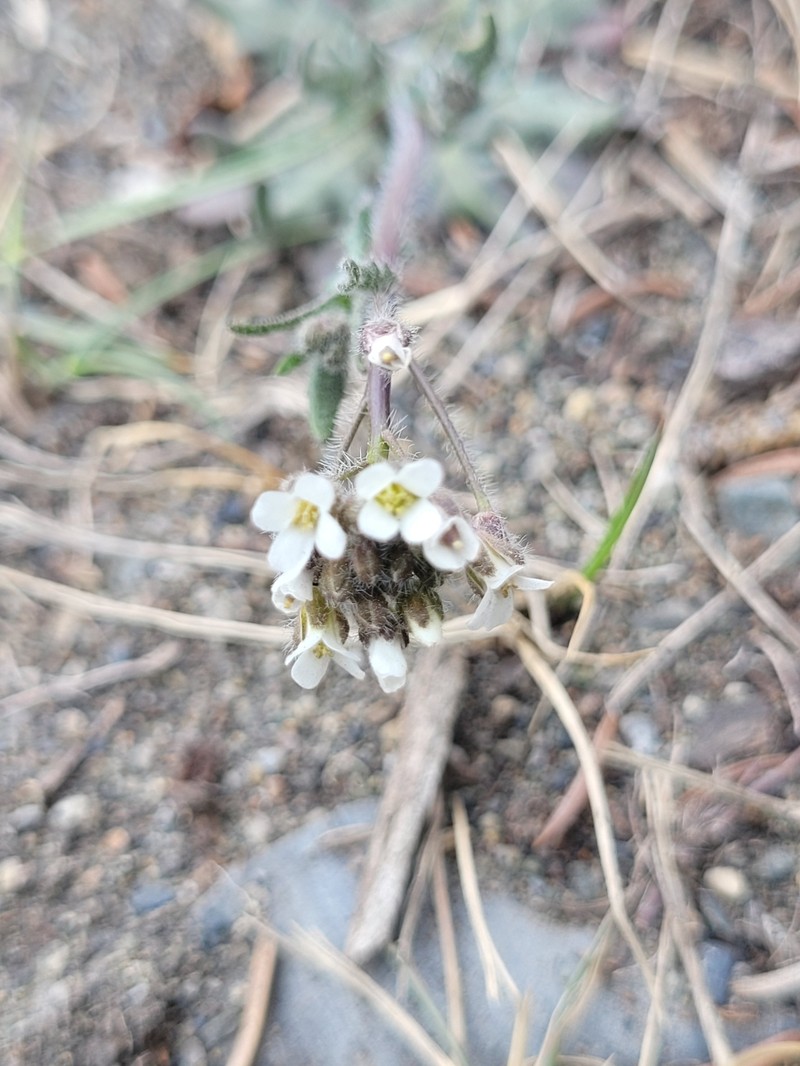 Braya humilis subsp. humilis