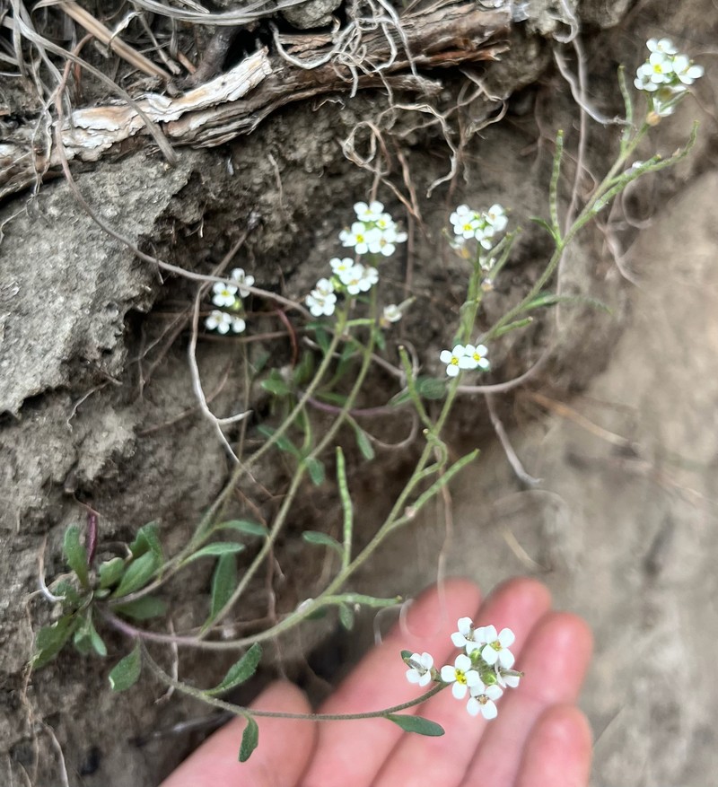 Braya humilis subsp. humilis photo 2
