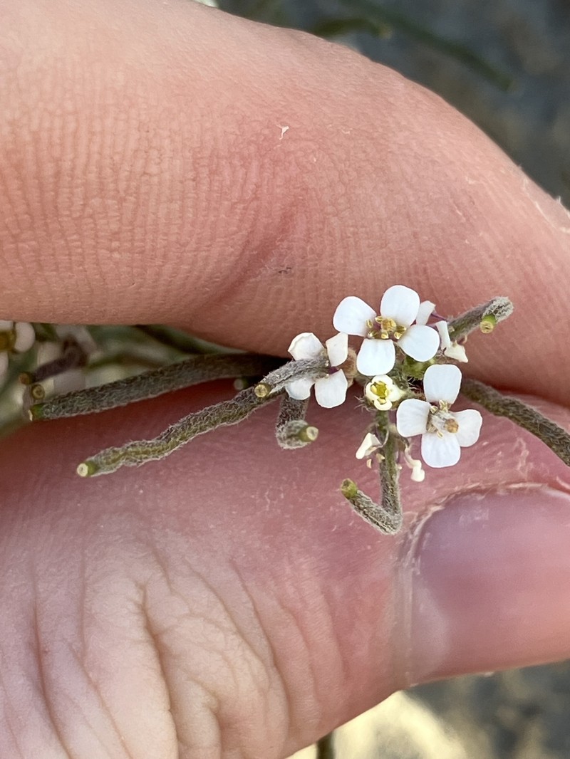 Braya humilis subsp. humilis photo 3