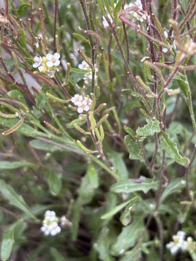 Braya humilis subsp. humilis photo 4
