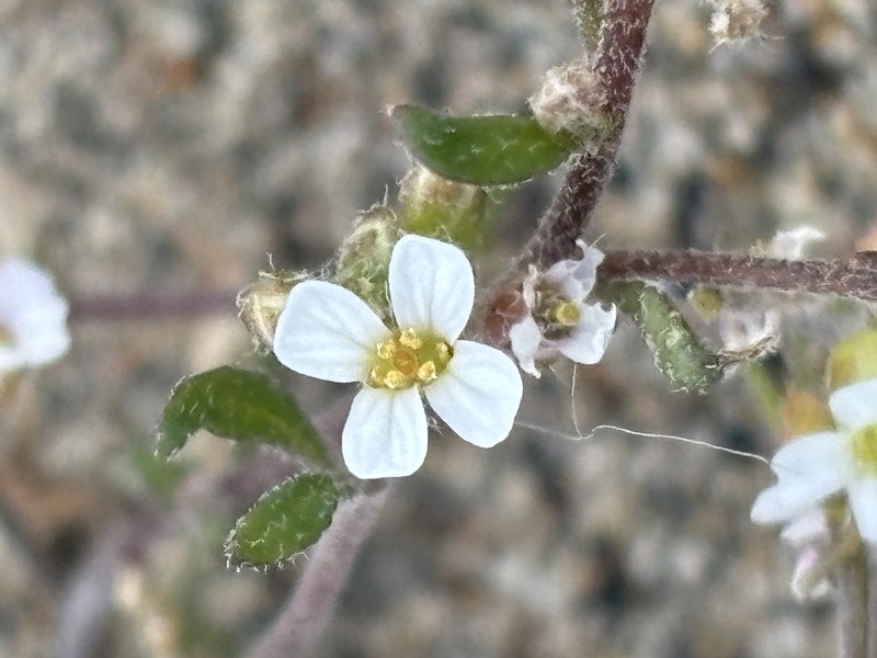 Braya humilis subsp. humilis photo 5
