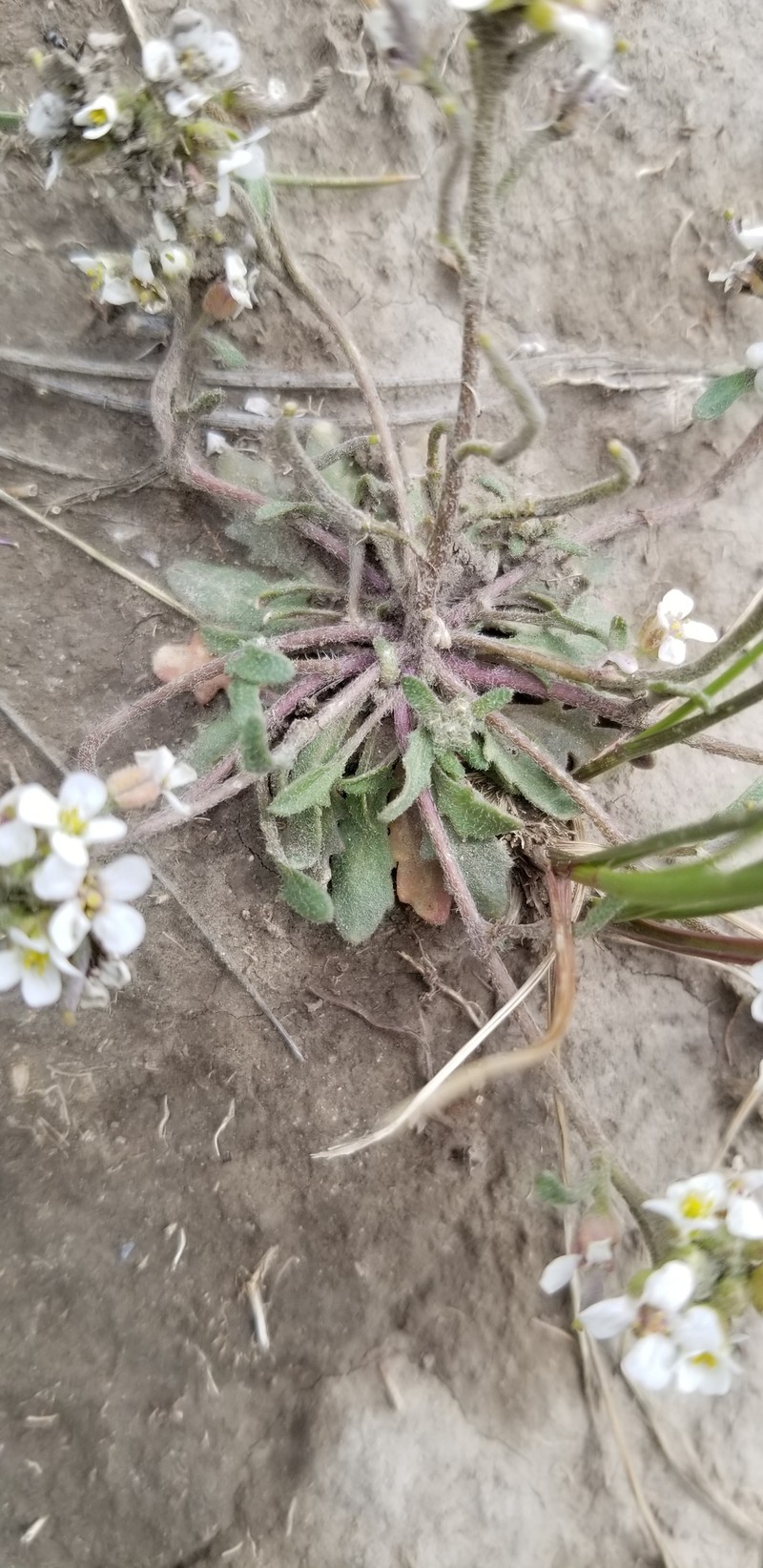Braya humilis subsp. humilis photo 6