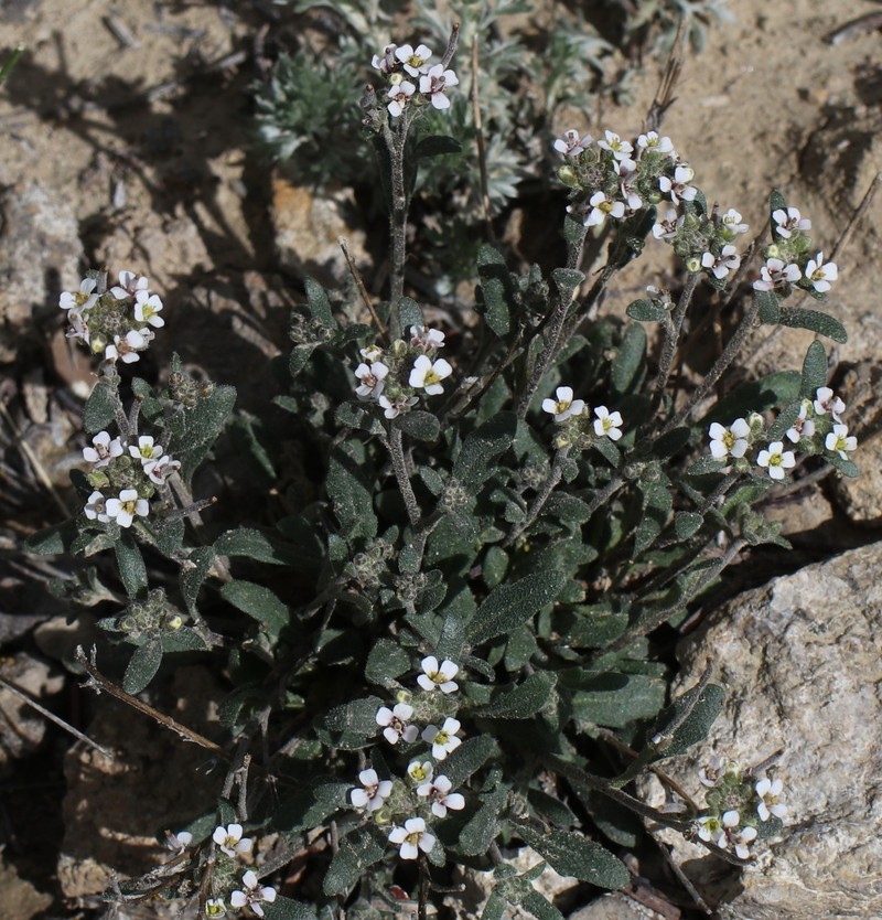Braya humilis subsp. humilis photo 7