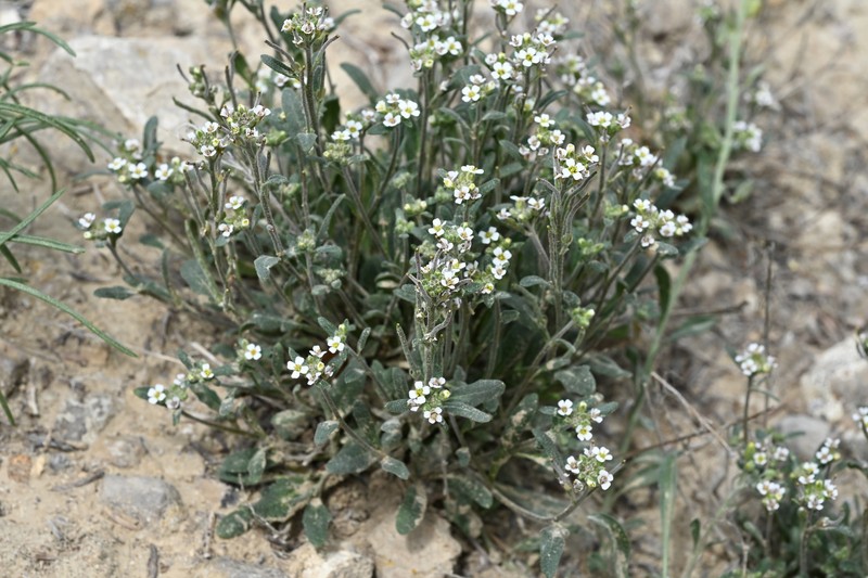 Braya humilis subsp. humilis photo 8