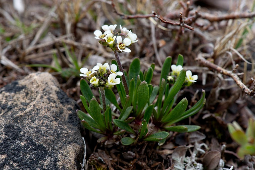 Long's Northern Rockcress