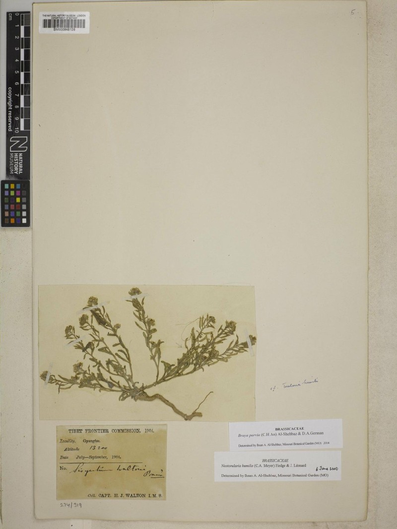 Braya parvia