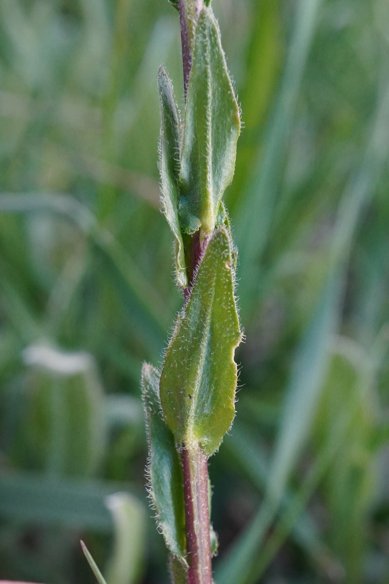 Hairy Braya photo 4