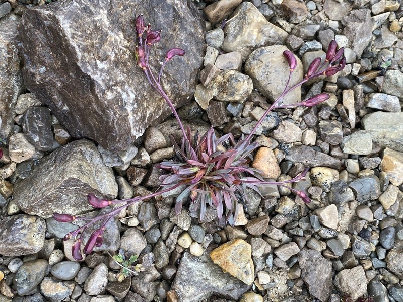 Braya purpurascens