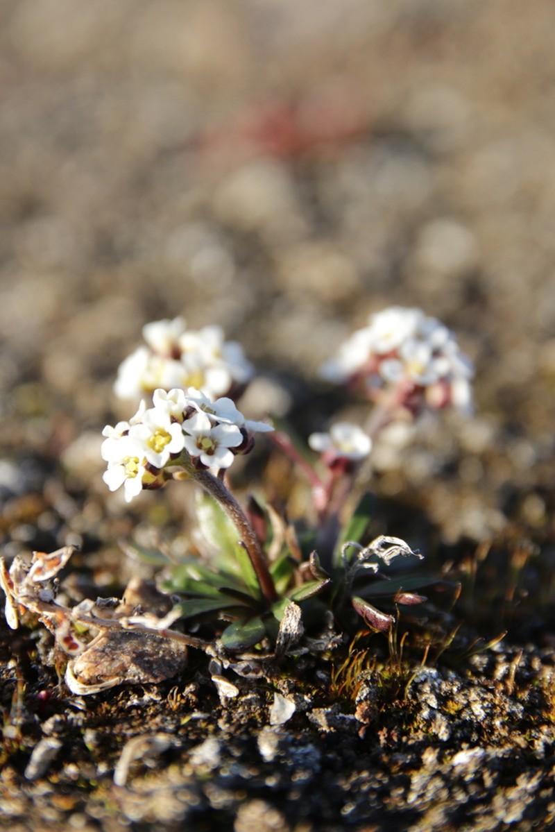 Braya purpurascens photo 2