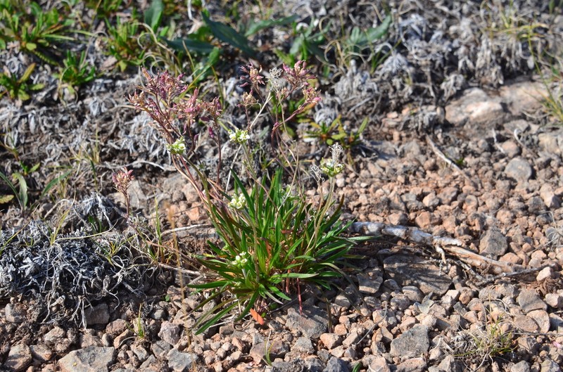 Braya purpurascens photo 3
