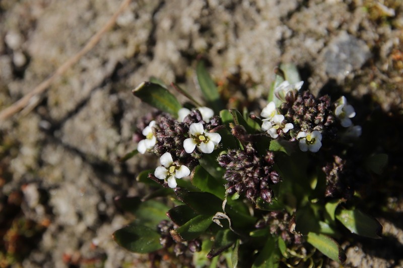 Braya purpurascens photo 4