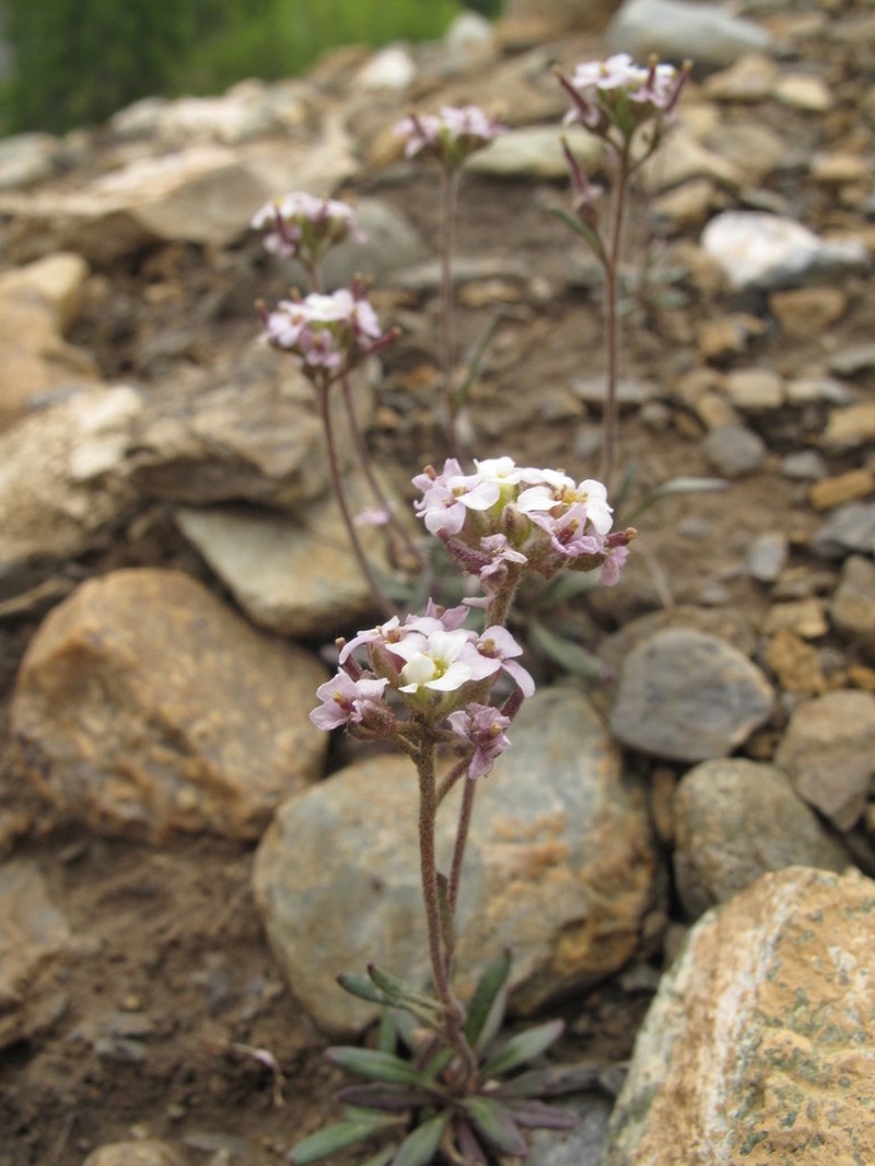 Braya purpurascens photo 5