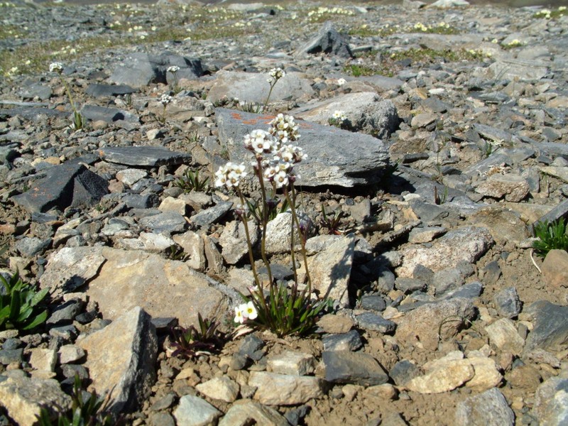 Braya purpurascens photo 6