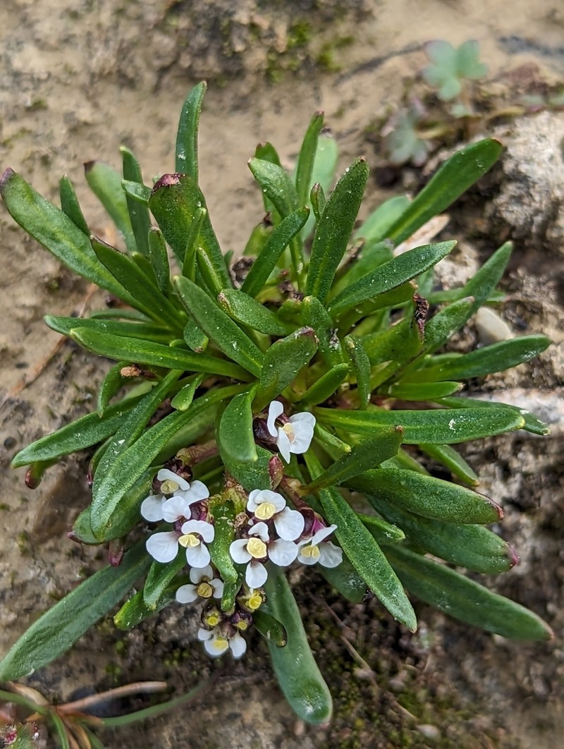 Braya purpurascens photo 7