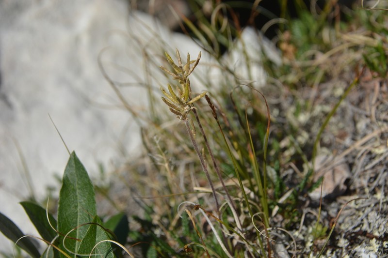 Braya purpurascens photo 8