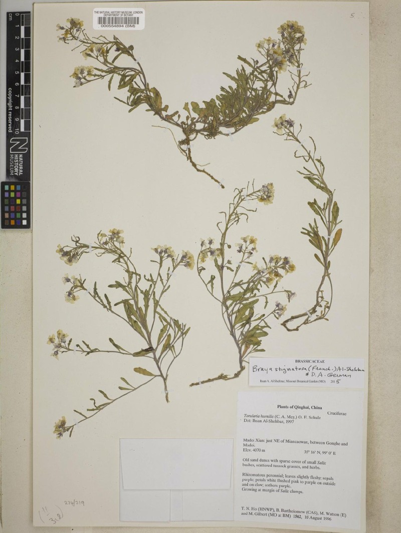 Braya stigmatosa