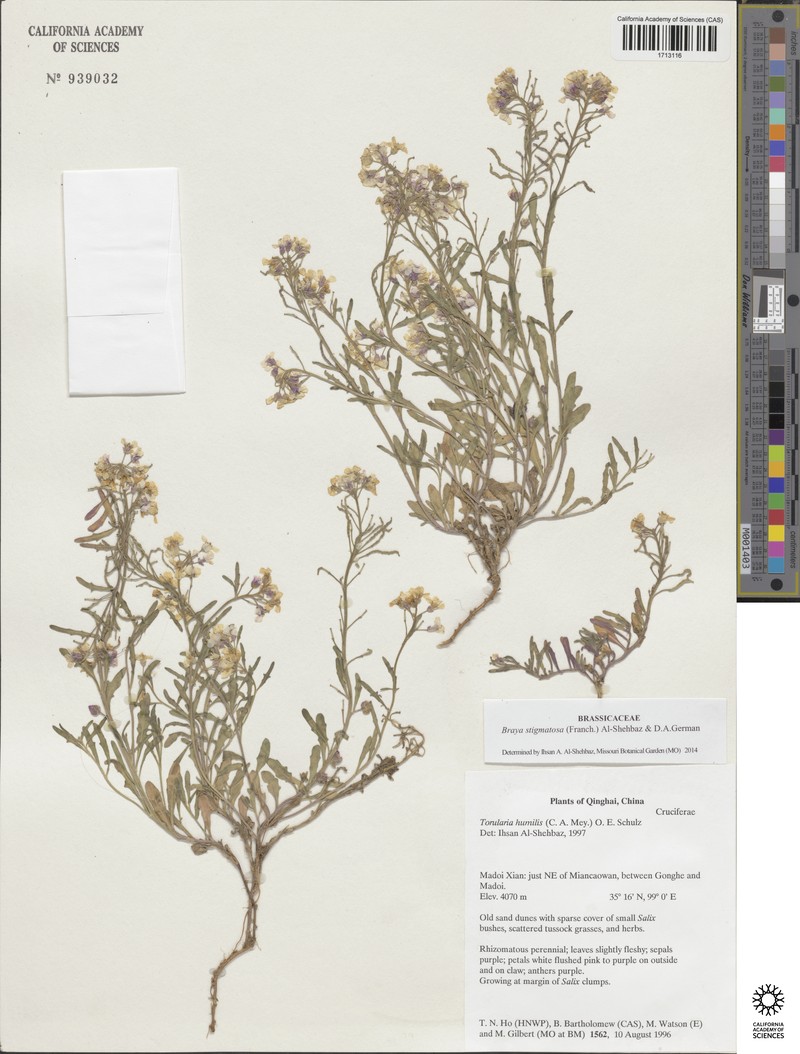Braya stigmatosa photo 2