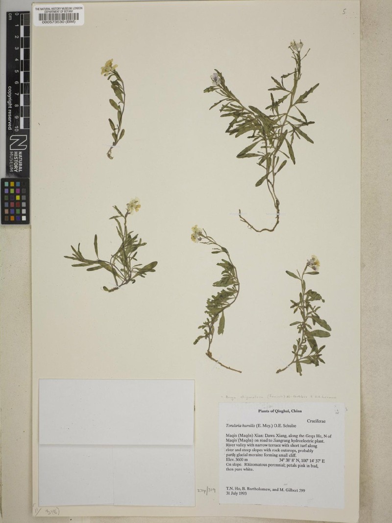 Braya stigmatosa photo 3