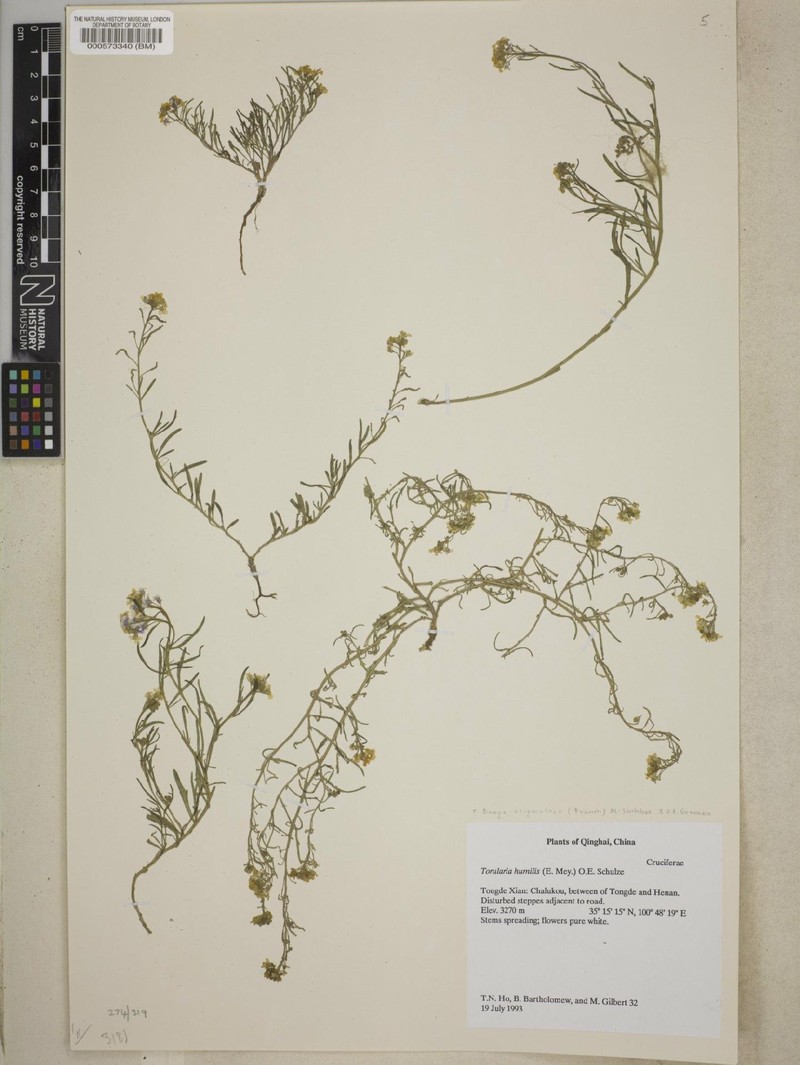 Braya stigmatosa photo 4