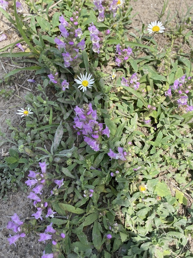 Sand Brazos-Mint