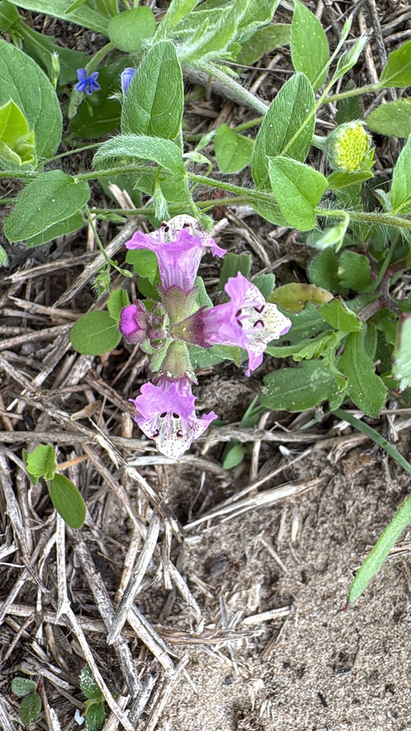 Sand Brazos-Mint photo 2