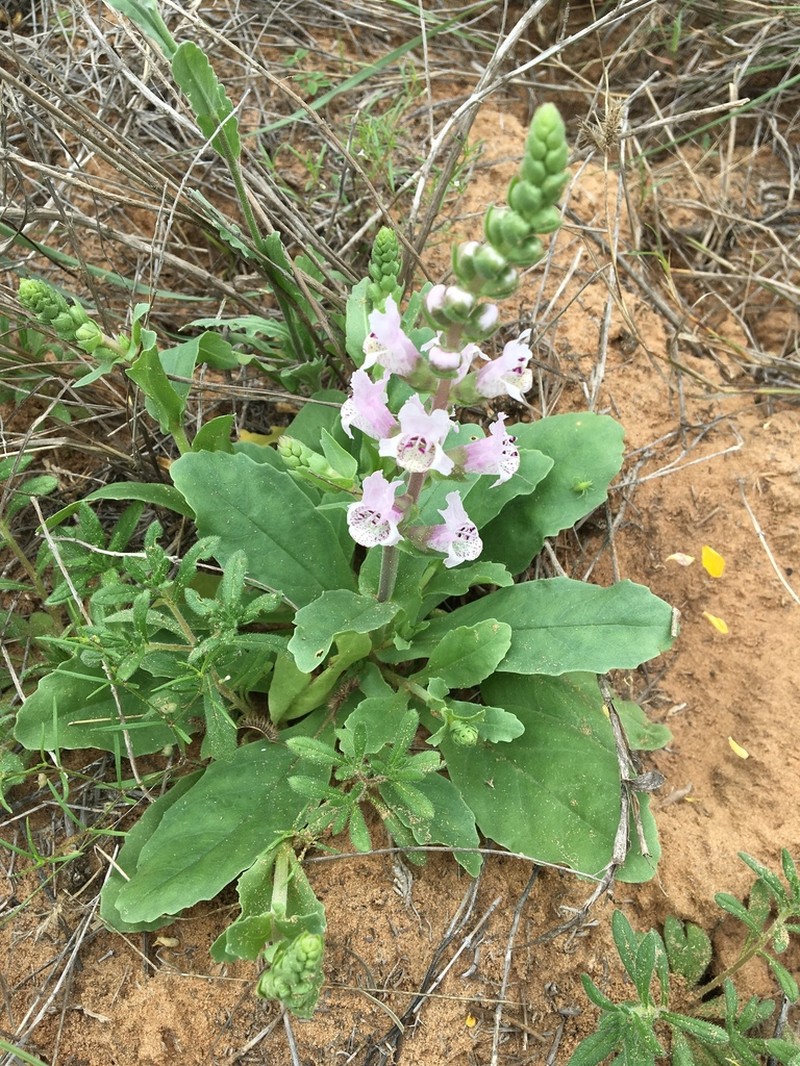 Sand Brazos-Mint photo 3