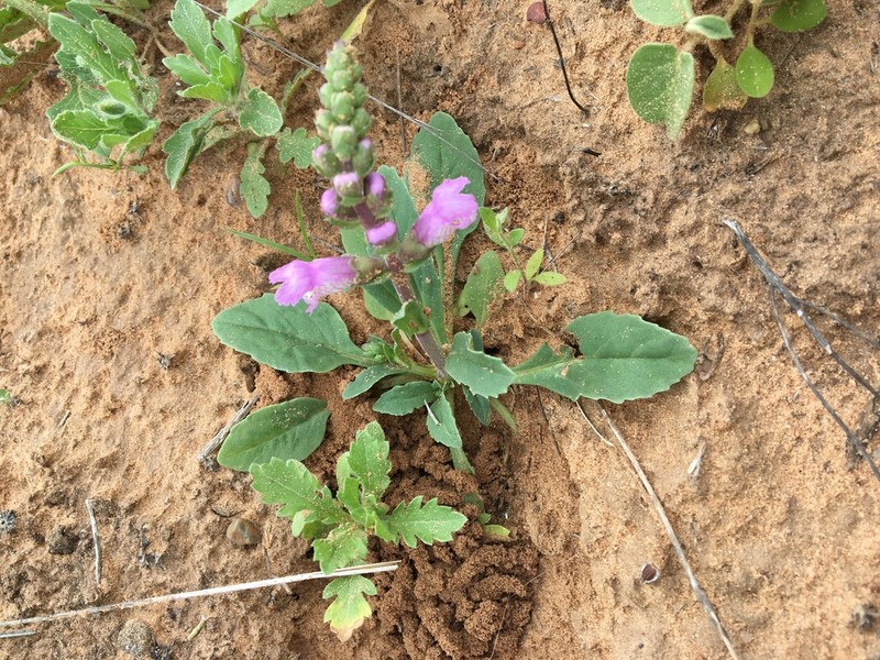 Sand Brazos-Mint photo 4