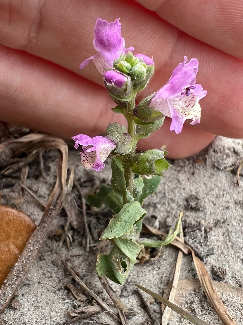 Sand Brazos-Mint photo 5
