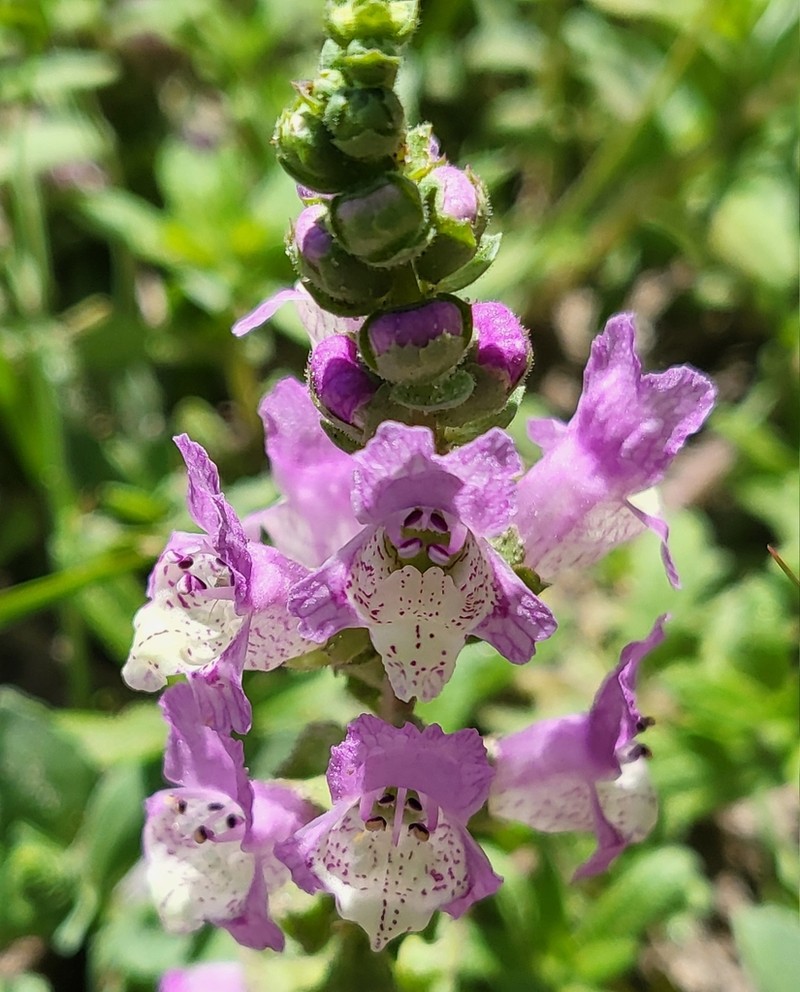 Sand Brazos-Mint photo 6