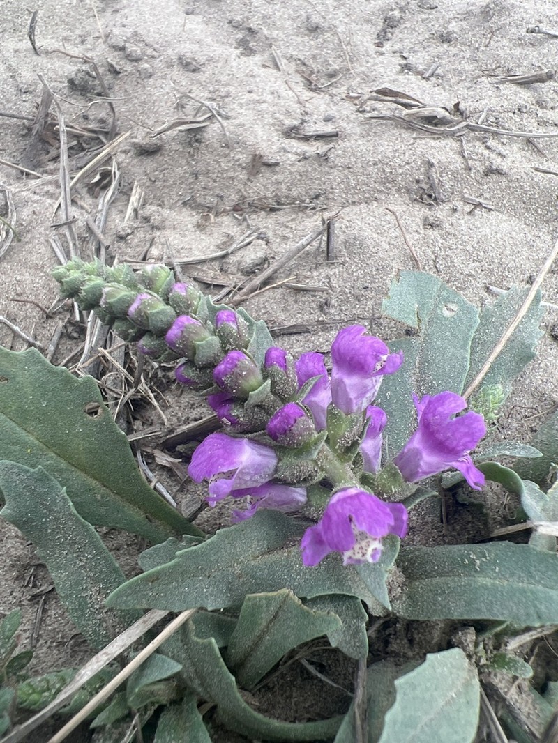 Sand Brazos-Mint photo 7