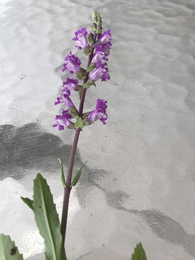 Sand Brazos-Mint photo 8