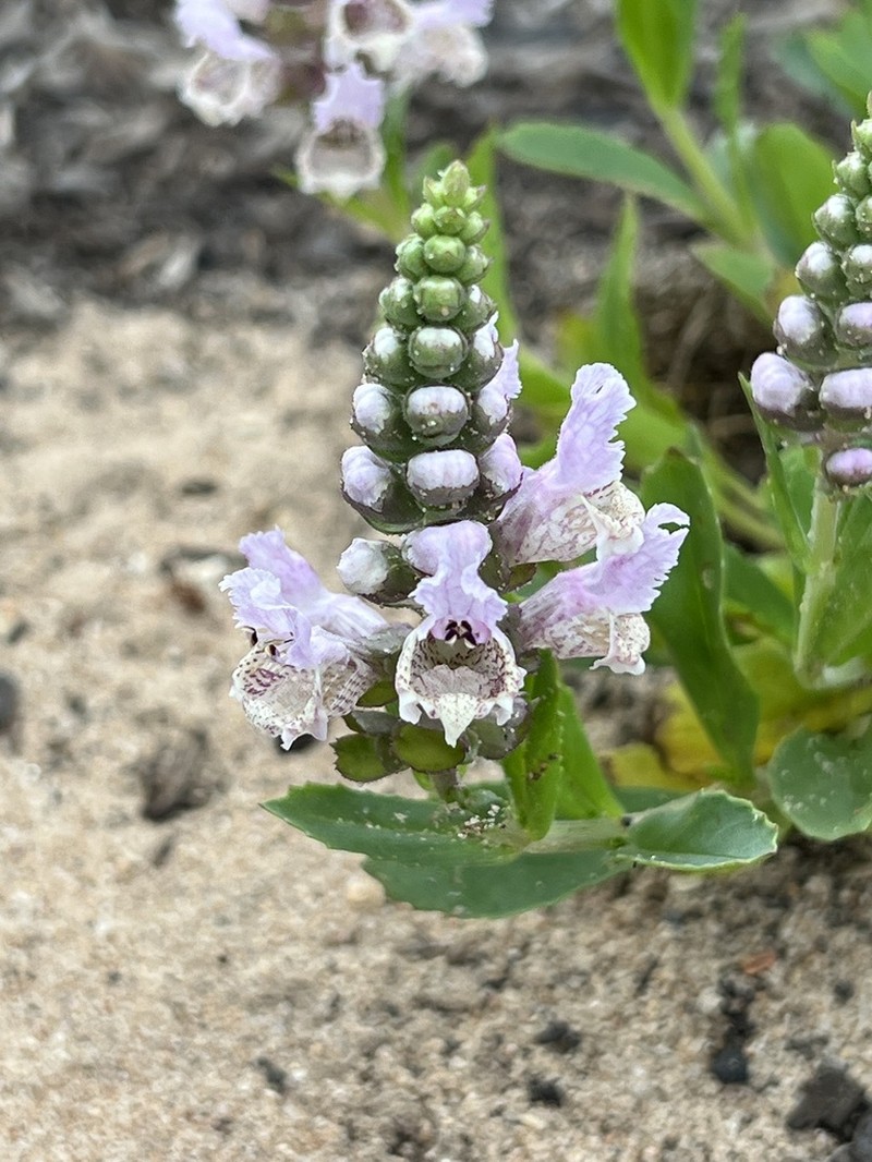Rattlesnake Flower