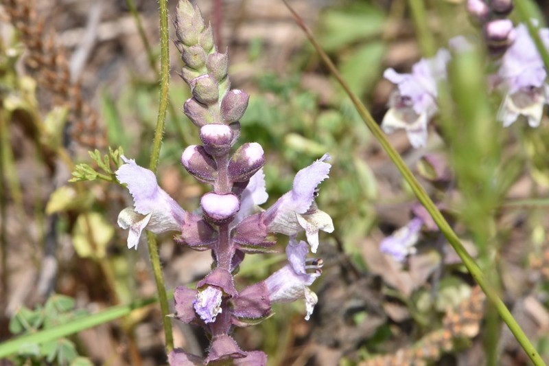 Rattlesnake Flower photo 2