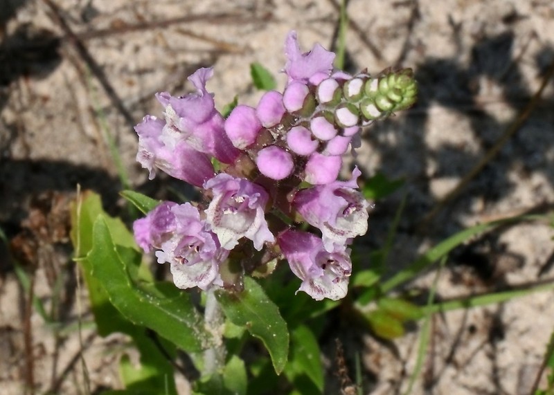 Rattlesnake Flower photo 3