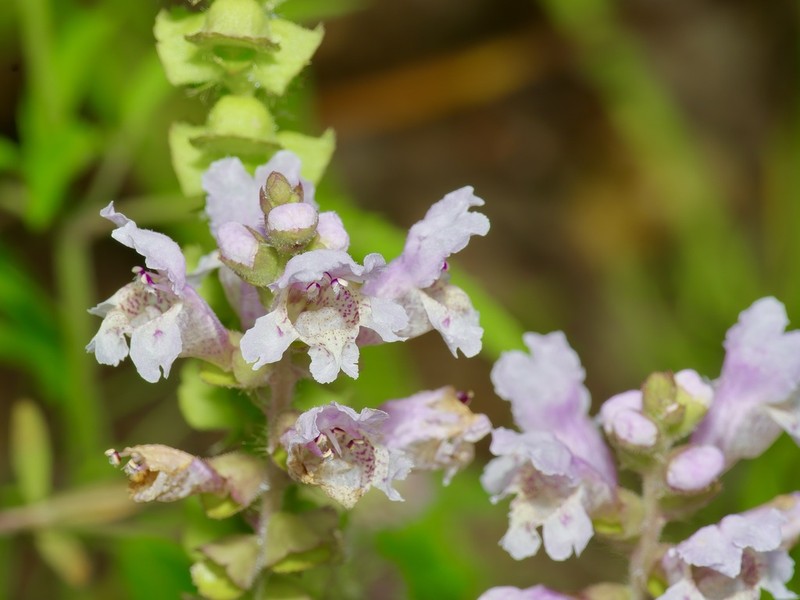 Rattlesnake Flower photo 4