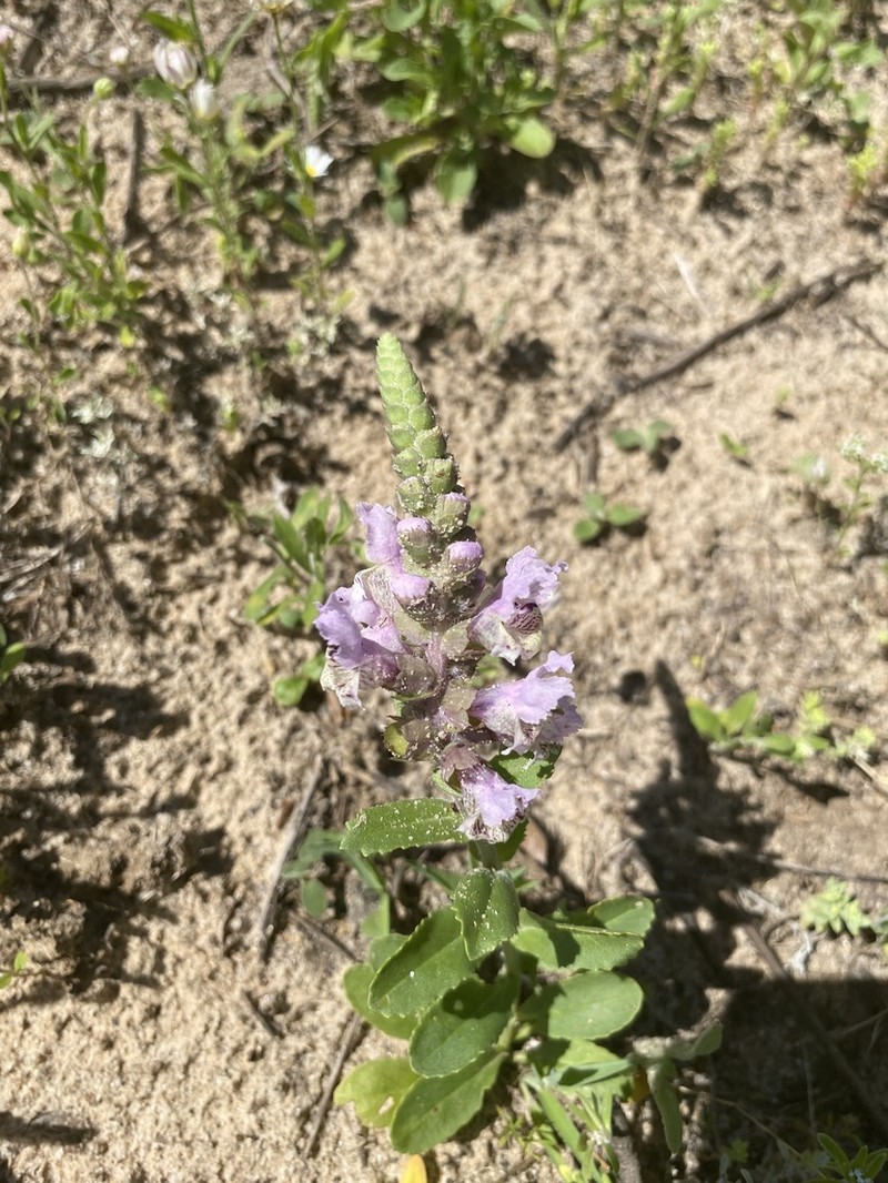 Rattlesnake Flower photo 5
