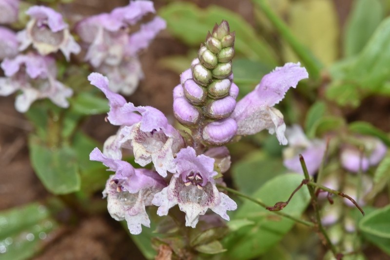 Rattlesnake Flower photo 6