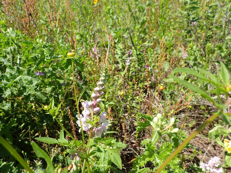 Rattlesnake Flower photo 7