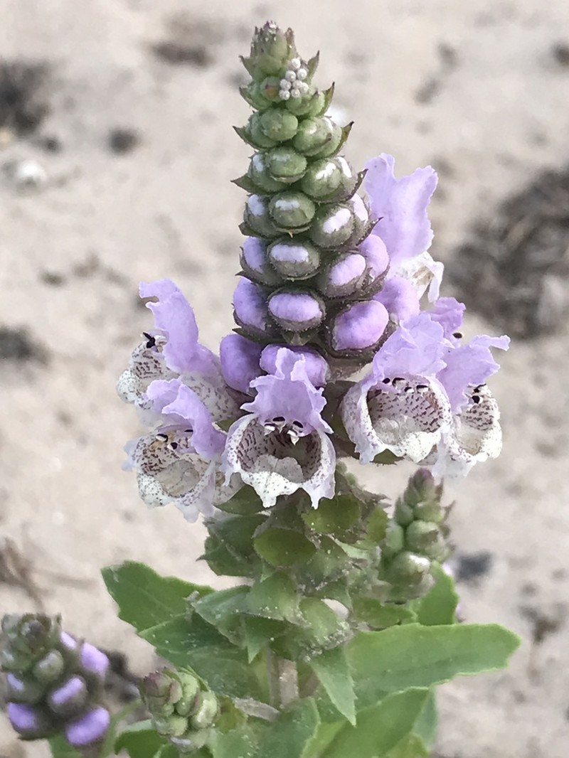 Rattlesnake Flower photo 8