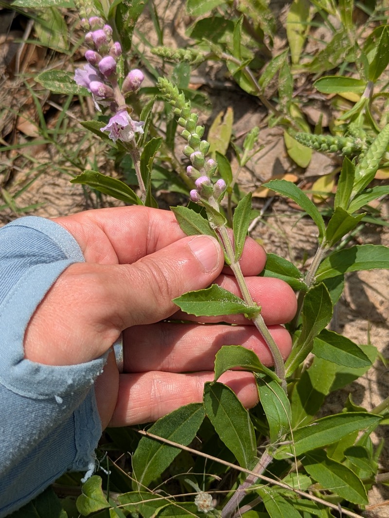 Brazoria truncata var. pulcherrima