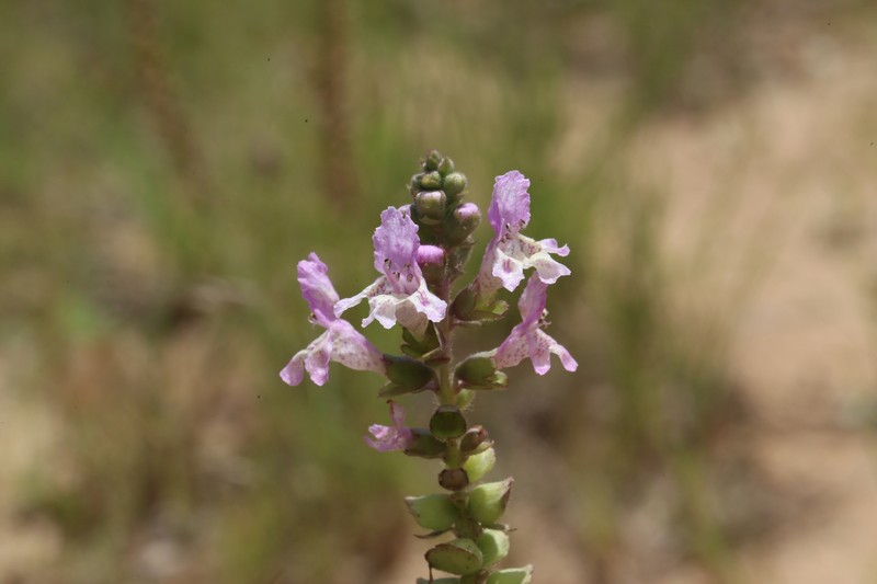 Brazoria truncata var. pulcherrima photo 2