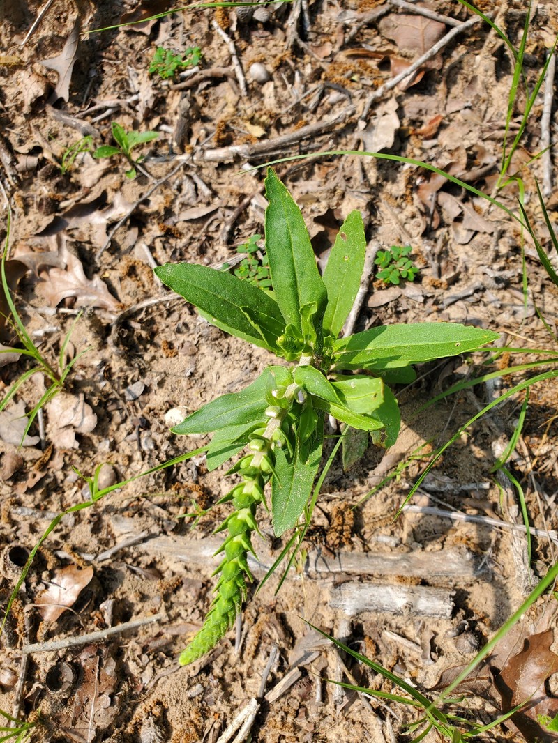 Brazoria truncata var. pulcherrima photo 3