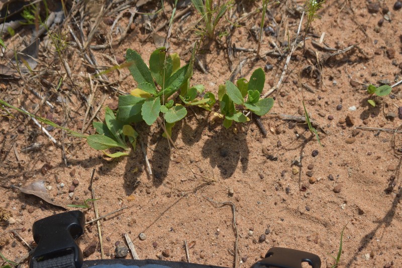 Brazoria truncata var. pulcherrima photo 4
