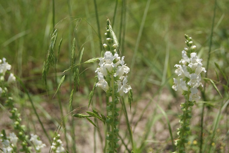 Brazoria truncata var. pulcherrima photo 5
